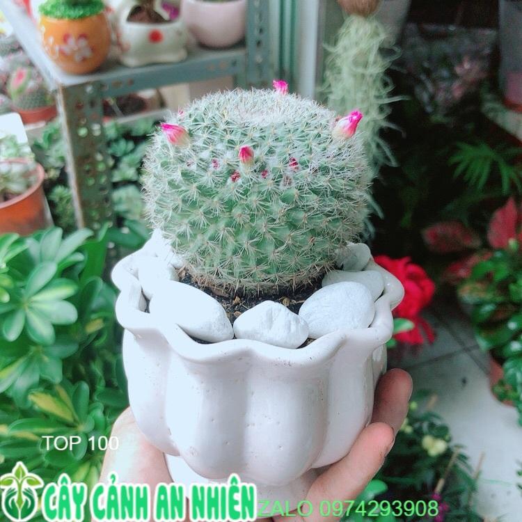 Chậu Xương Rồng Nở Hoa