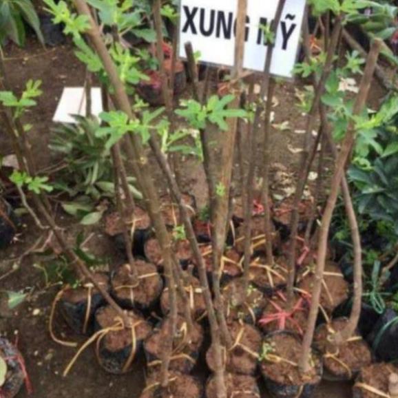 CHUẨN cây sung Mỹ-sung ngọt