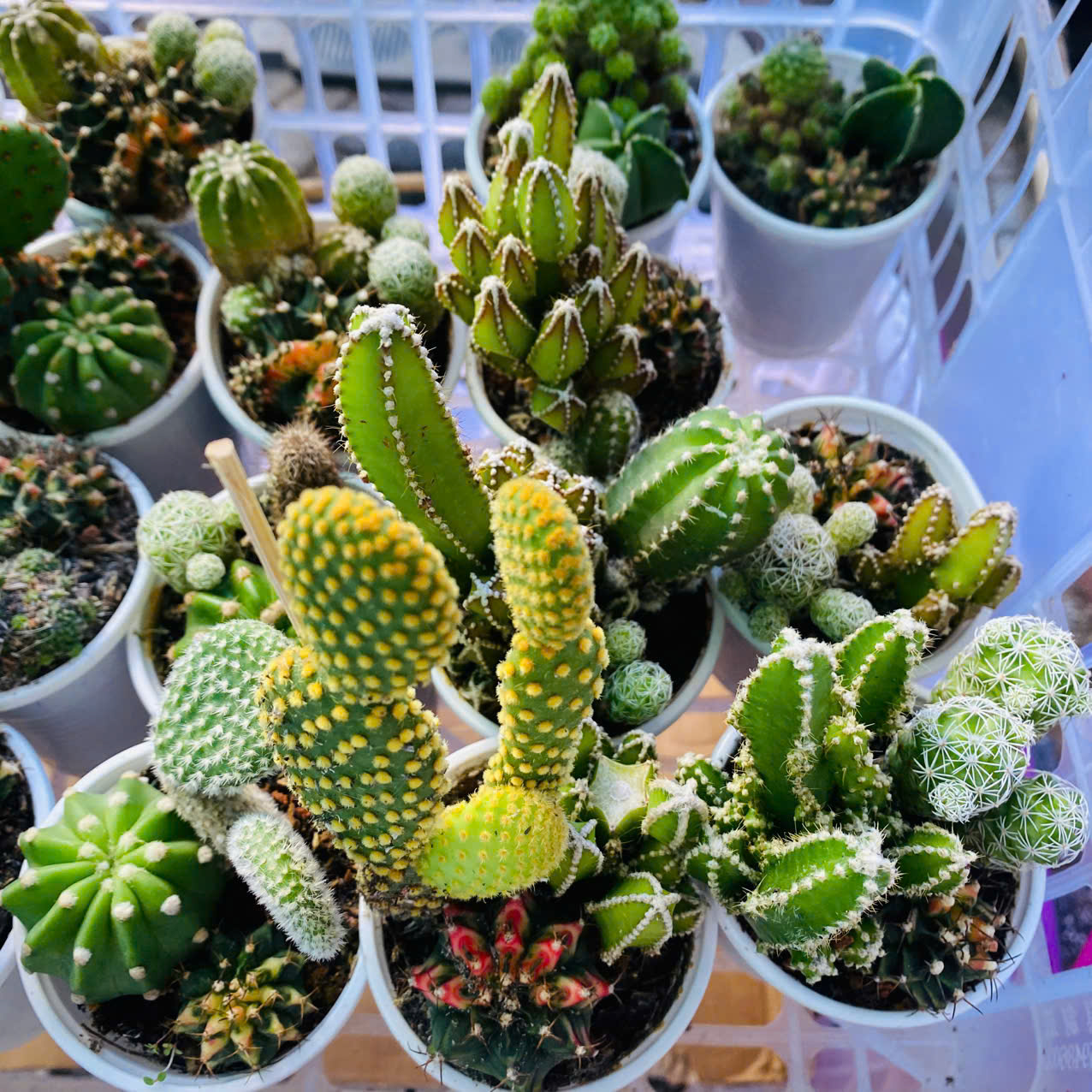 Xương Rồng Mix 3 Loại Chậu 6.5cm – Combo Cây Mini Dễ Thương Dễ Chăm, giao ngẫu nhiên Mam Xinh