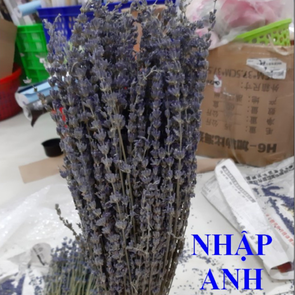 Bó Hoa Lavender Oải Hương Khô Nước Anh 150 gram - Khoảng 170 cành - Mùi thơm tự nhiên của hoa giúp đuổi côn trùng - giảm stress - mệt mỏi - Giúp dễ ngủ sâu giấc - Tượng chưng cho tình yêu đôi lứa.