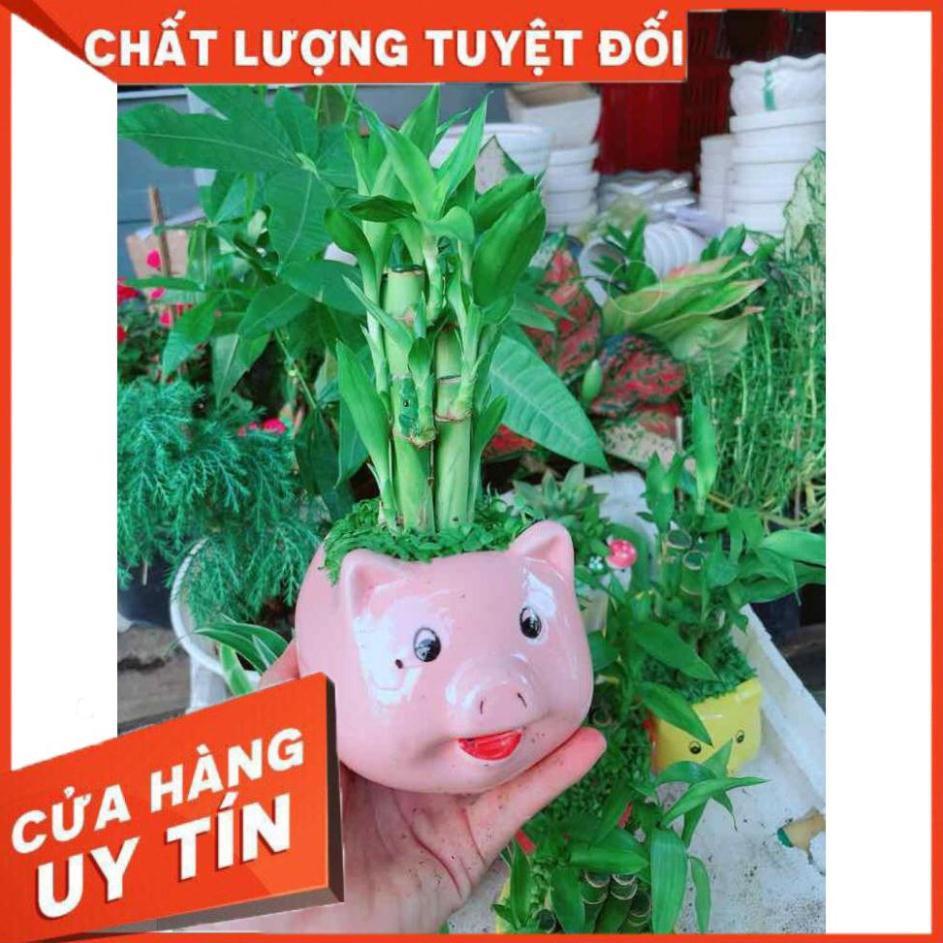 Chậu trúc phát tài  Nhiều Người Mua