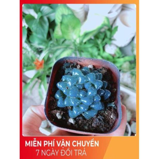 Kim Cương Xanh Dương