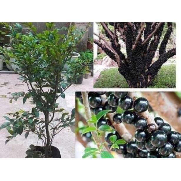 Sản phẩm NHO THÂN GỖ