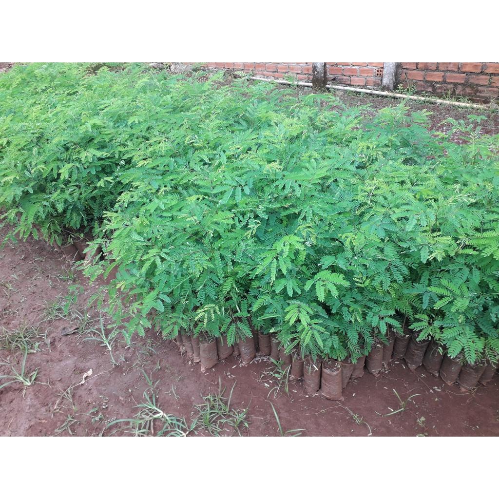CÂY GIỐNG KEO CU BA ĐẸP như hình .