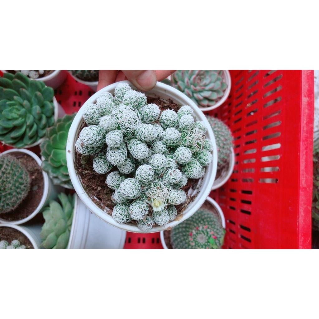 Xương Rồng Trứng Chim