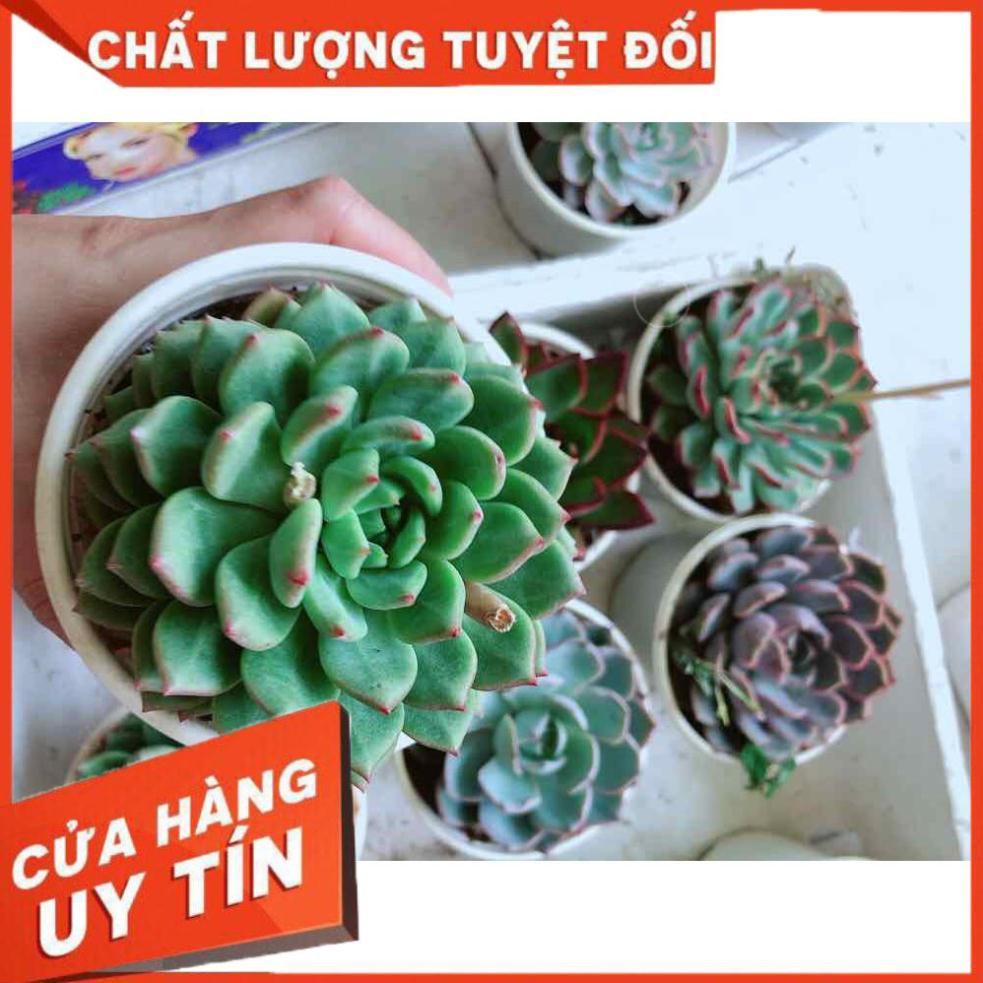 Sen đá bánh bao xanh Nhiều Người Mua