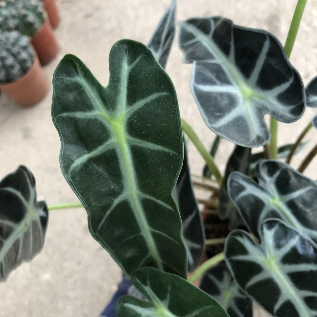 Cây môn quan âm chiều cao 15cm, bụi cây to khỏe lá đẹp bắt mắt, thích hợp trang trí nội thất