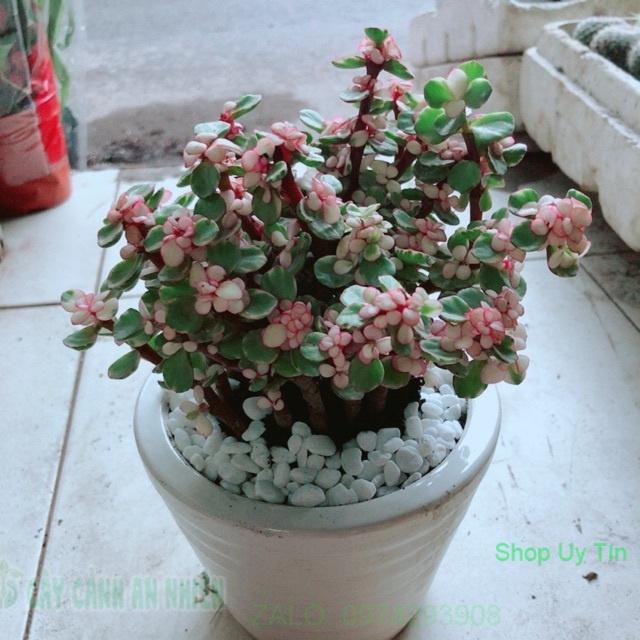 Chậu Sen Đô La