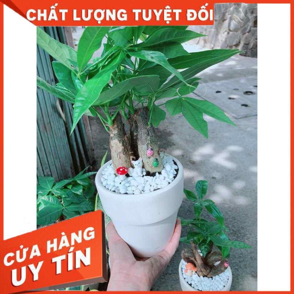 Chậu kim ngân 3 thân Nhiều Người Mua