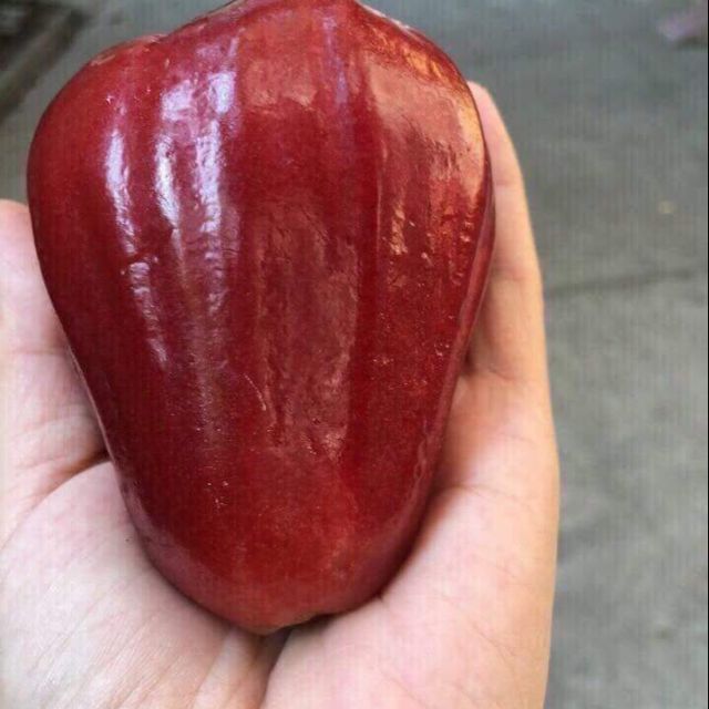 CÂY GIỐNG ROI ĐỎ