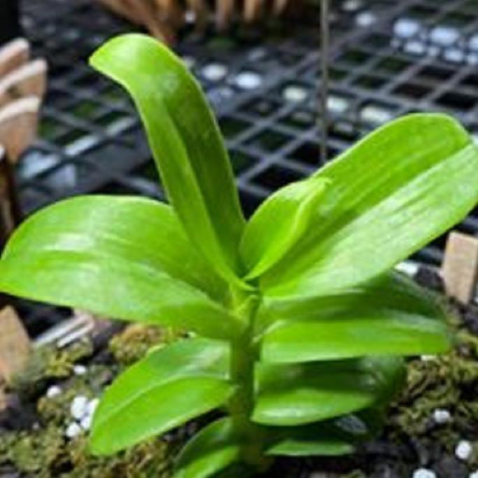 Hoa lan - trầm rừng myamar