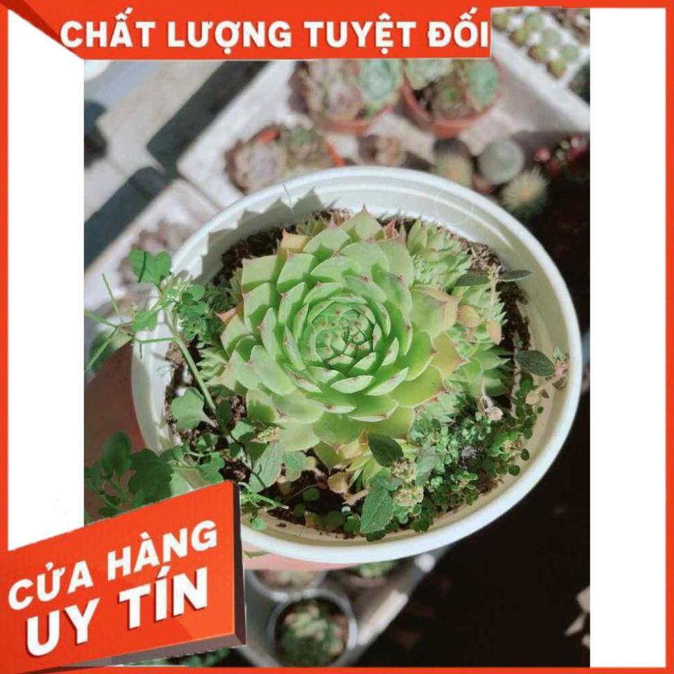 Sen đá đủ mẫu đồng giá 40k Nhiều Người Mua