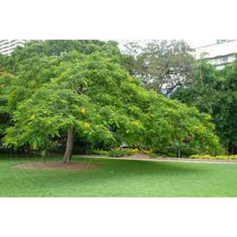 COMBO 2 cây giống hoa phượng - hoa vàng- siêu đẹp- bền