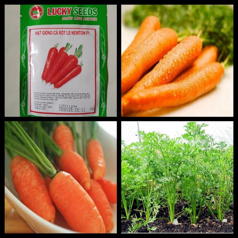 Hạt giống Cà rốt tí hon mini-gói 100 hạt-tặng kèm gói phân bón lót