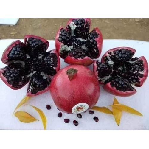 Cây giống Lựu Tím