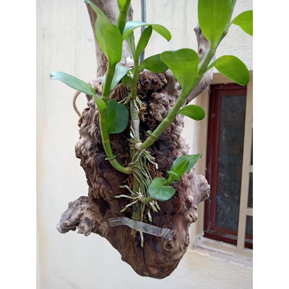 Phân bón dưỡng hoa lâu tàn Đầu Trâu 901 hũ 100g