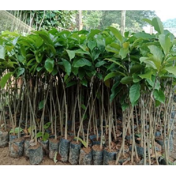 Cây dổi ghép