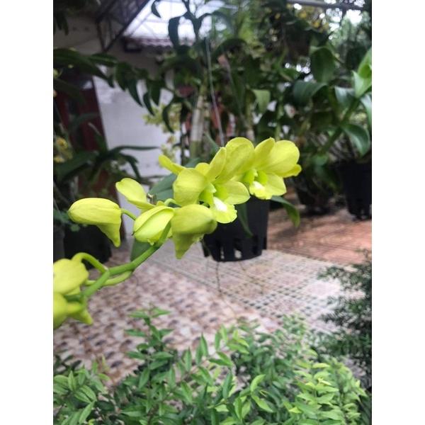 Phân Bón Hoa Lan Và Cây Kiểng Kích Thích Ra Rể Và Ra Hoa Tan Chậm 1 tép siêu rẻ