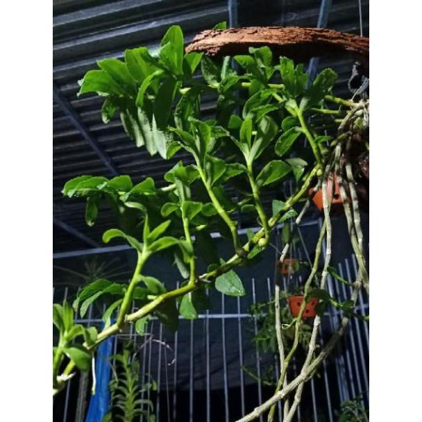 Lan phi điệp tím mặt hoa cực đẹp