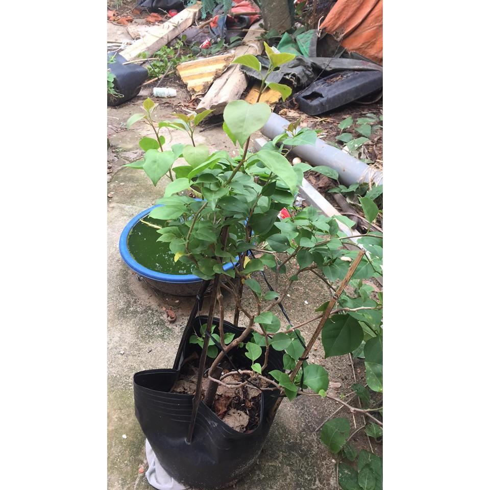 Hoa giấy, cây giống gửi đi nguyên bầu