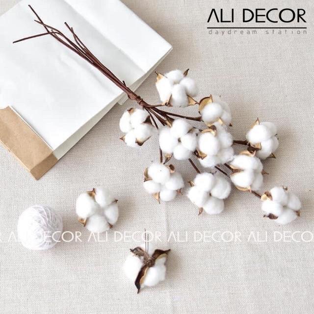 Cành bông gòn - Hoa khô trang trí - Cắm điểm - Decor