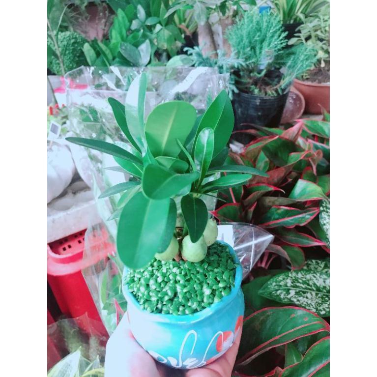 Chậu cây may mắn Bán Chạy