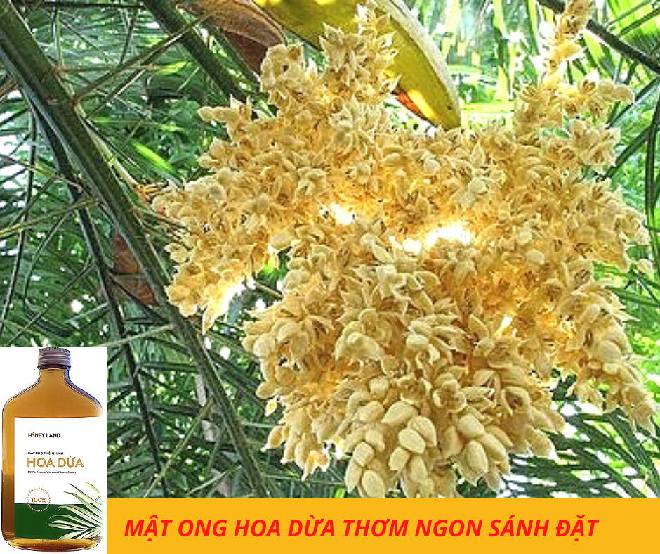 Mật ong nguyên chất Hoa Dừa Honeyland 500g thiên nhiên nguyên chất
