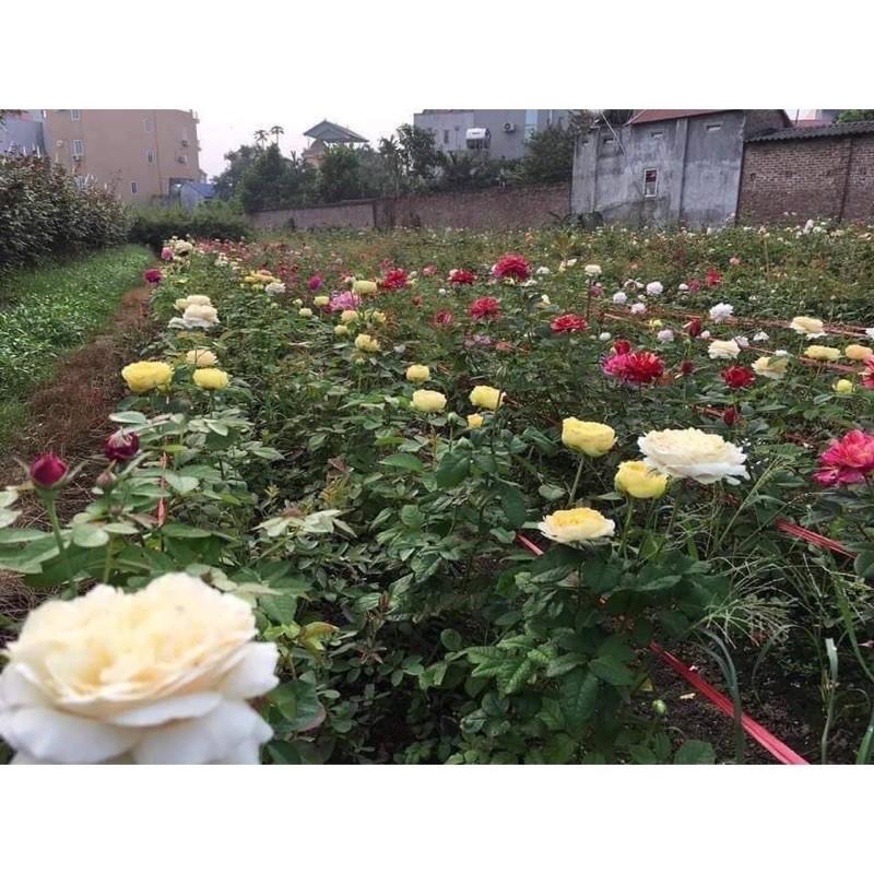 GỐC HOA HỒNG NGOẠI BÔNG TO CÁNH DÀY ĐỦ MÀU