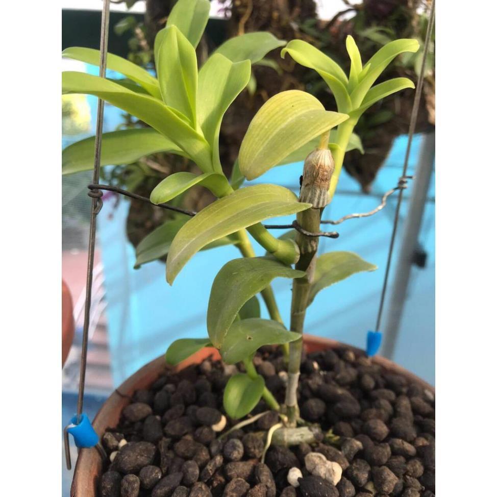 Chậu PHI ĐIỆP RỒNG LỬA