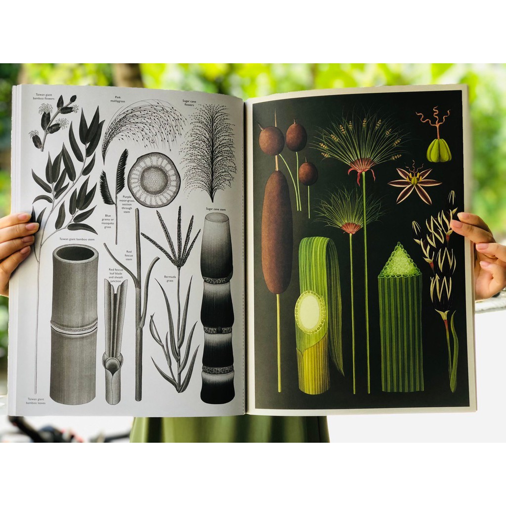 Sách Tham Khảo Cho Trẻ - Botanicum Poster Book ( Sách Ảnh Đẹp Về Các Loại Thực Vật ) - Tổng Hợp 28 Tấm Poster Đẹp Về Thế Giới Các Loại Thực Vật Dành Cho Các Bé Từ 9 Tuổi - Nhà Sách Giáo Dục Quốc Tế, Bìa Cứng, In Màu