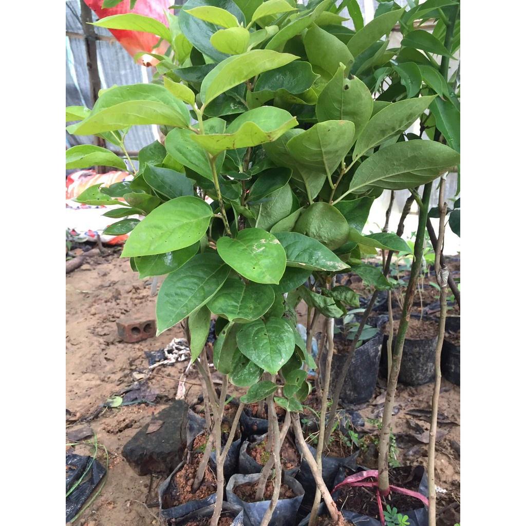 Cây Giống Hồng Trứng Đà Lạt