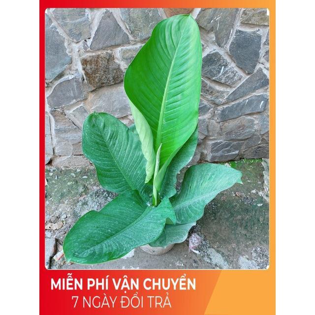 Cây Đại Phú Gia