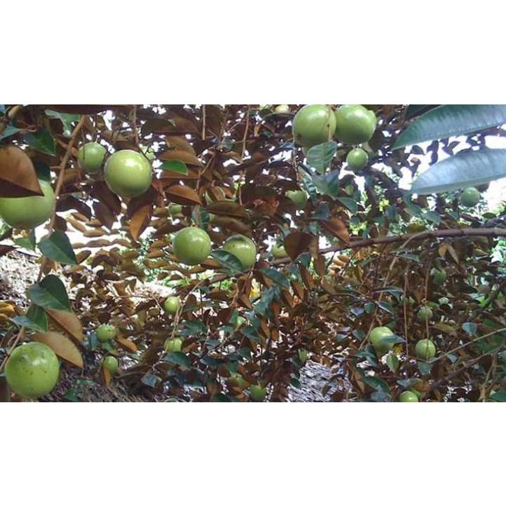 CÂY GIỐNG VÚ SỮA NHANH CHO RA QUẢ