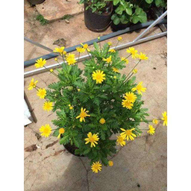 Cúc Thân Gỗ cam kết chất lượng