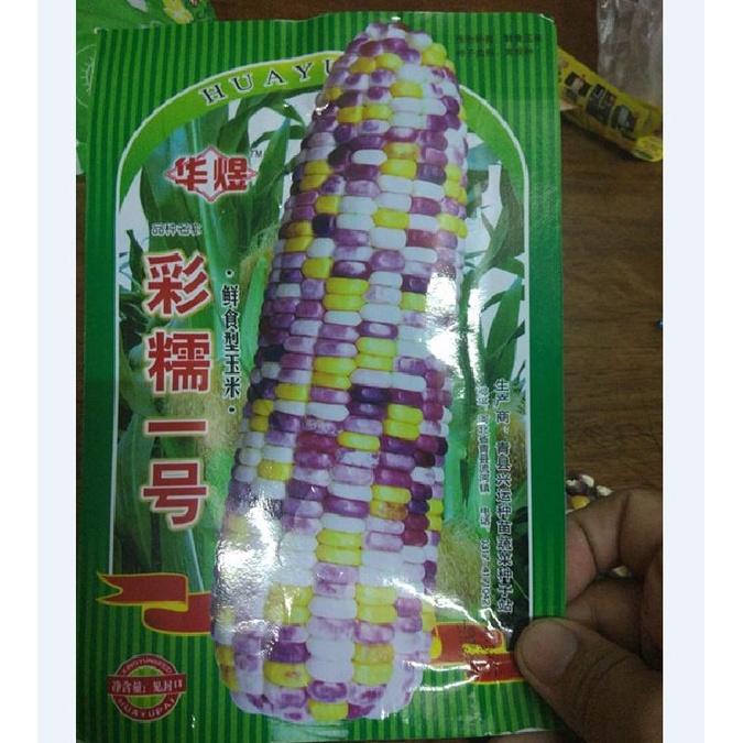 Hạt giống ngô ngũ sắc  - 1 gói 30 hạt