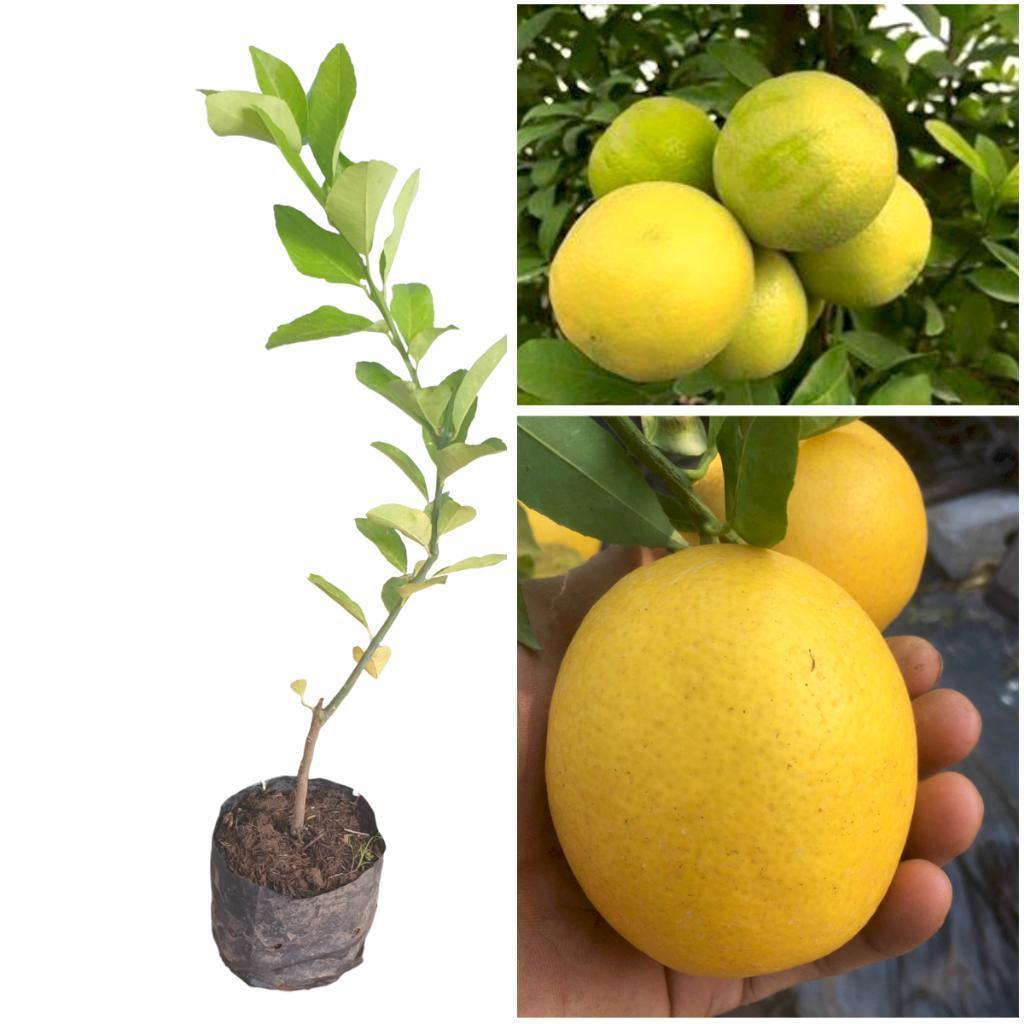 Cây giống Chanh vàng Mỹ, cây trồng được ở miền nam, cho trái màu vàng đẹp, cây ghép nhanh có trái