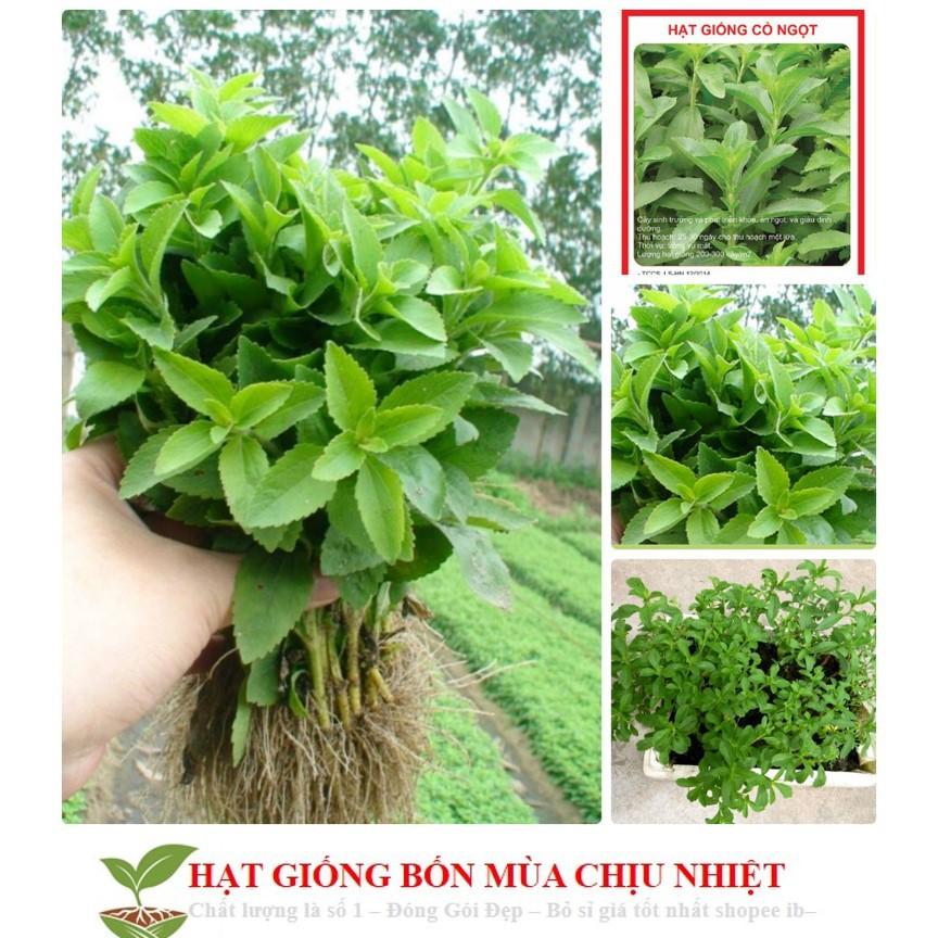 GÓI 50 Hạt Giống Cỏ Ngọt Stevia NẢY MẦM TỐT