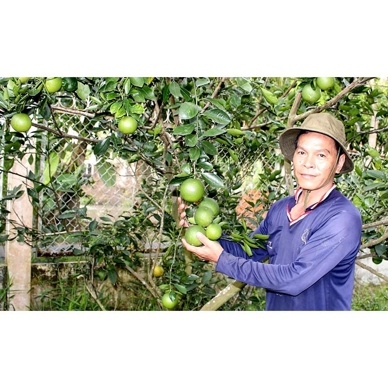 CÂY GIỐNG CAM MẬT
