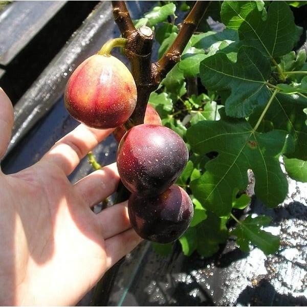 Cây giống Sung Mỹ cam kết giống chuấn