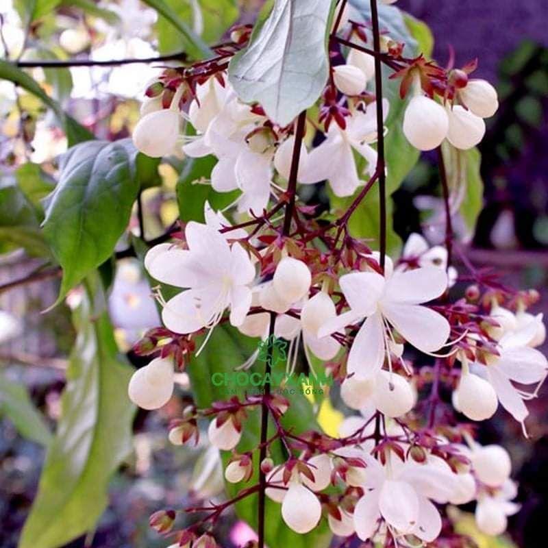 Cây giống Dạ Ngọc Minh Châu cao 15.20cm ảnh cuối
