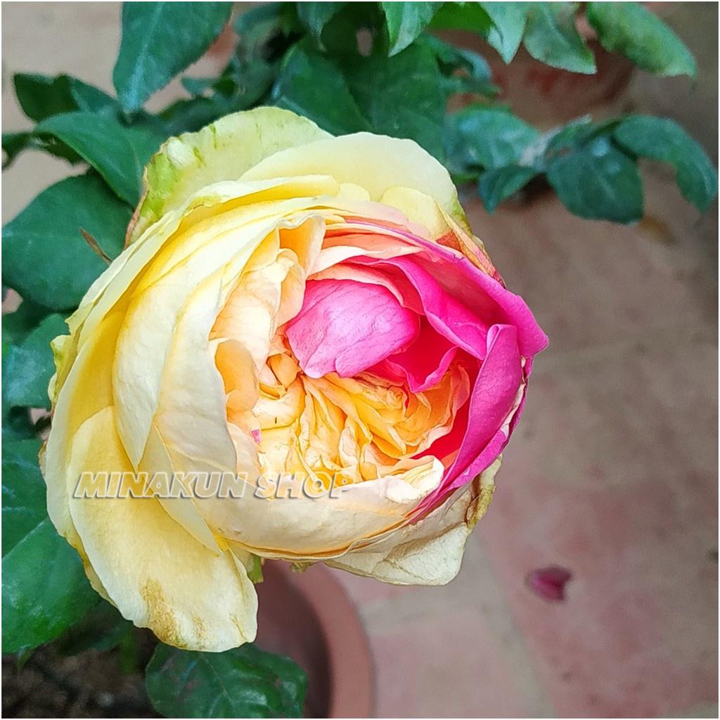 Hoa hồng ngoại Style 2 màu cá tính cực hot- bầu to, cây trưởng thành