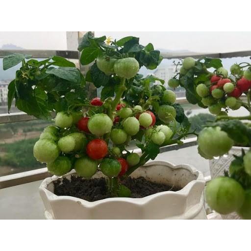 Cà chua cherry đỏ lùn F1 - cây lùn (siêu trái) gói 20hạt