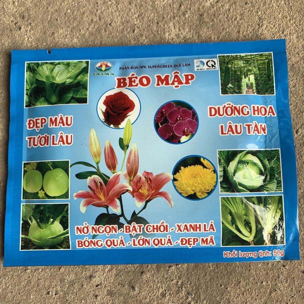 Cây sao băng, cây 10h úc treo giỏ bán kính 20cm, chậu cây cảnh treo trang trí ban công và sân vườn