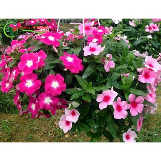 CHẬU HOA DỪA CẠN SIÊU ĐẸP - CHUẨN HÌNH