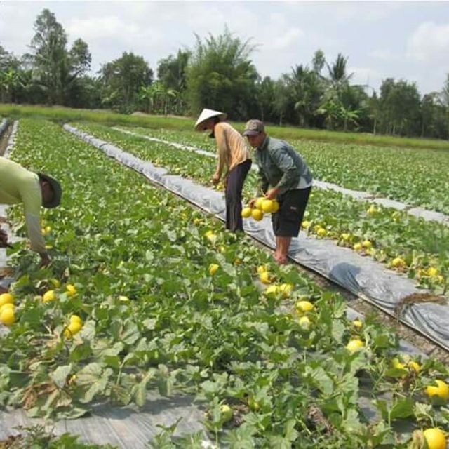 01 Gói Hạt Giống Dưa Lê Kim Cô Nương