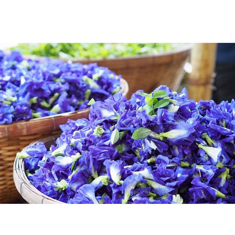 Hạt giống Hoa Đậu Biếc KÉP - dễ trồng, năng suất cao