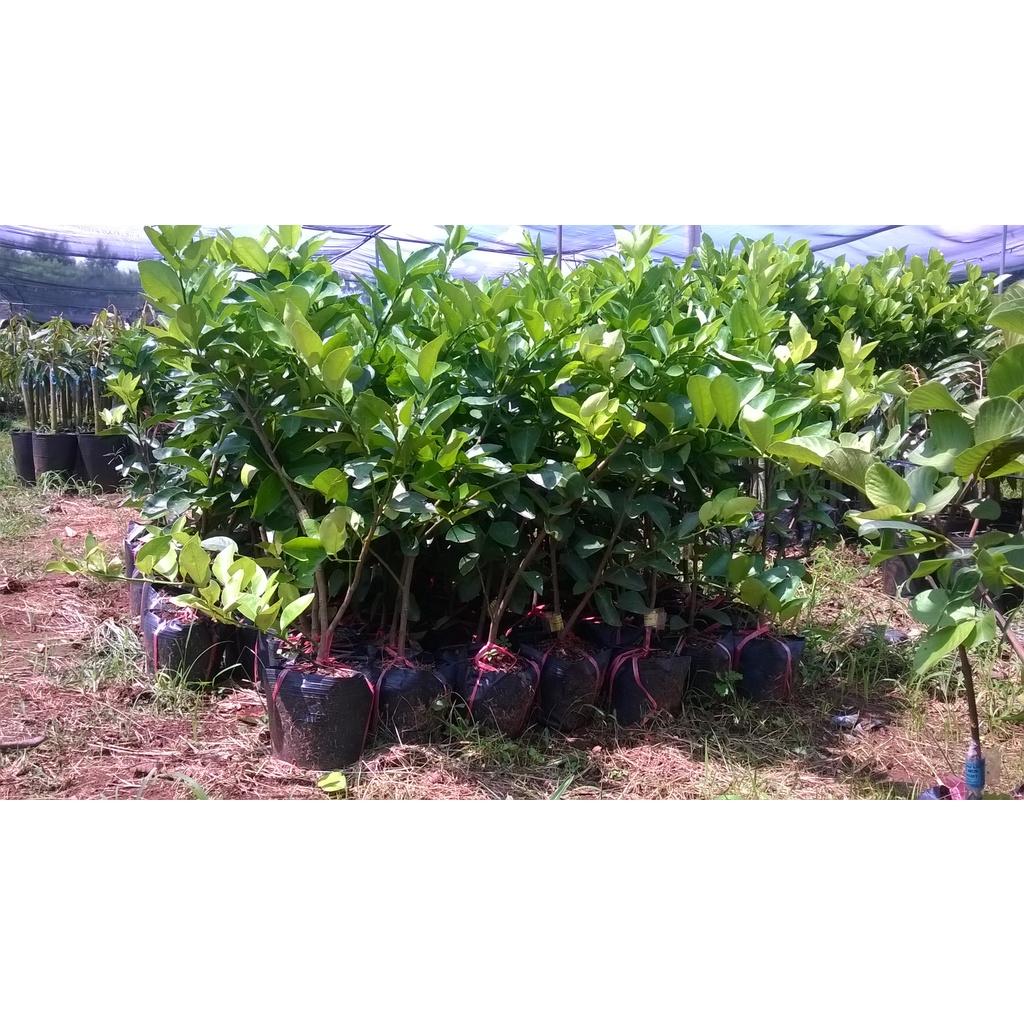 CÂY GIỐNG CHANH KHÔNG HẠT SIÊU SỚM