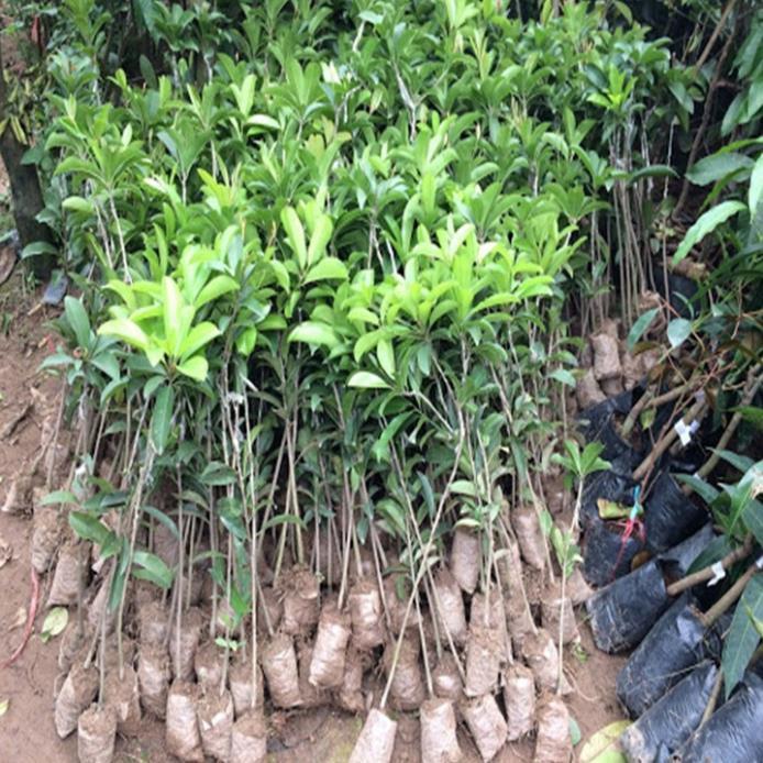 Cây giống hồng xiêm xoài