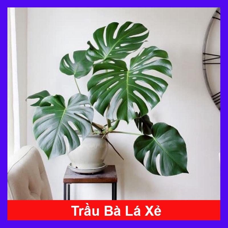 Trầu Bà Lá Xẻ - trầu bà nam mỹ + tặng phân bón cho cây mau lớn