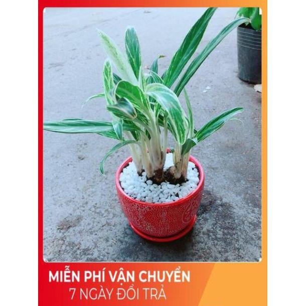 Chậu Cây Giữ Tiền